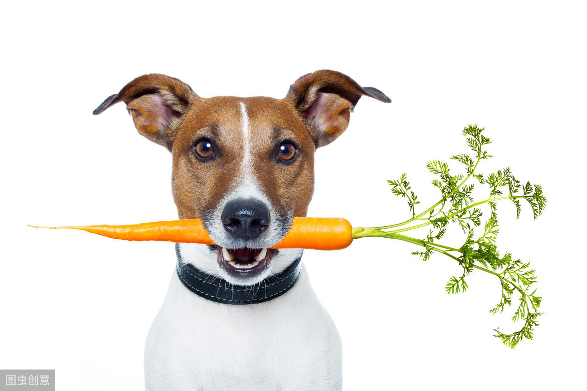 狗狗吃什麼蔬菜對身體好 狗補充營養最好的5種蔬菜