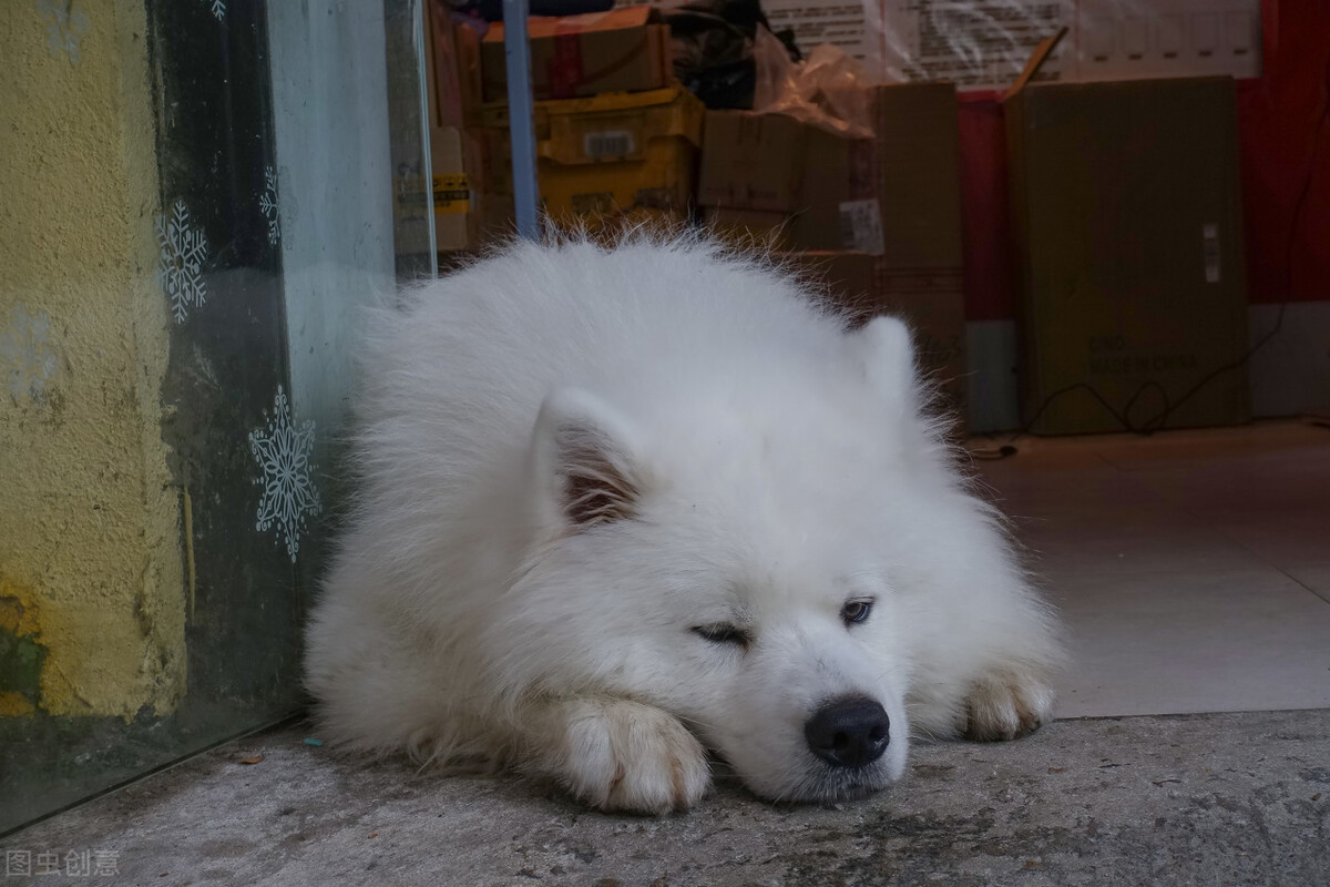 狗狗嗜睡是什麼原因 小狗貪睡無精打采怎麼回事