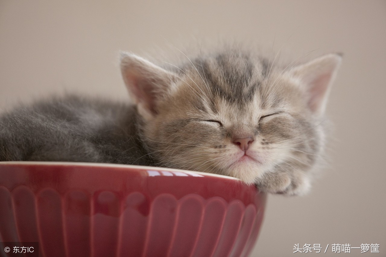 貓打呼嚕是怎麼回事啊 貓咪睡覺經常打呼嚕聲音特別大