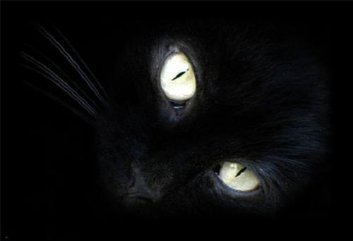 貓看見鬼有幾種表現 陰陽眼的貓能看見鬼嗎