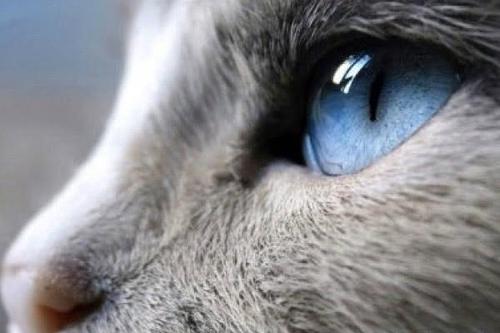 貓看見鬼有幾種表現 陰陽眼的貓能看見鬼嗎