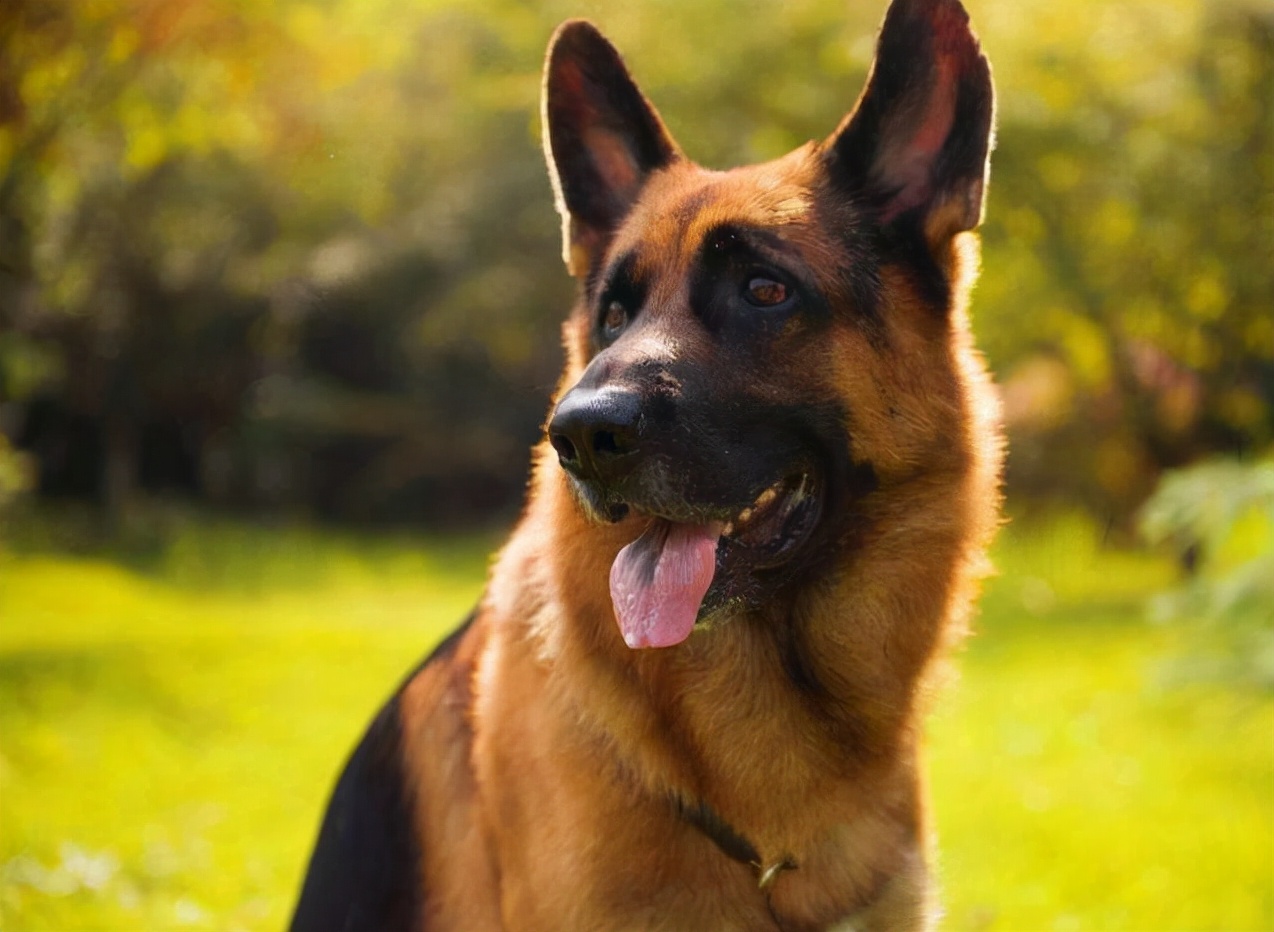 大狗品種有哪些 體型比較大的寵物犬品種大全