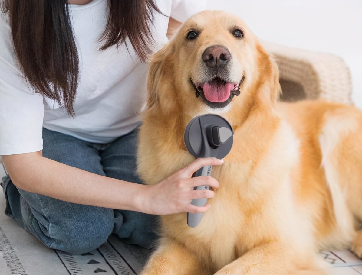 大狗品種有哪些 體型比較大的寵物犬品種大全