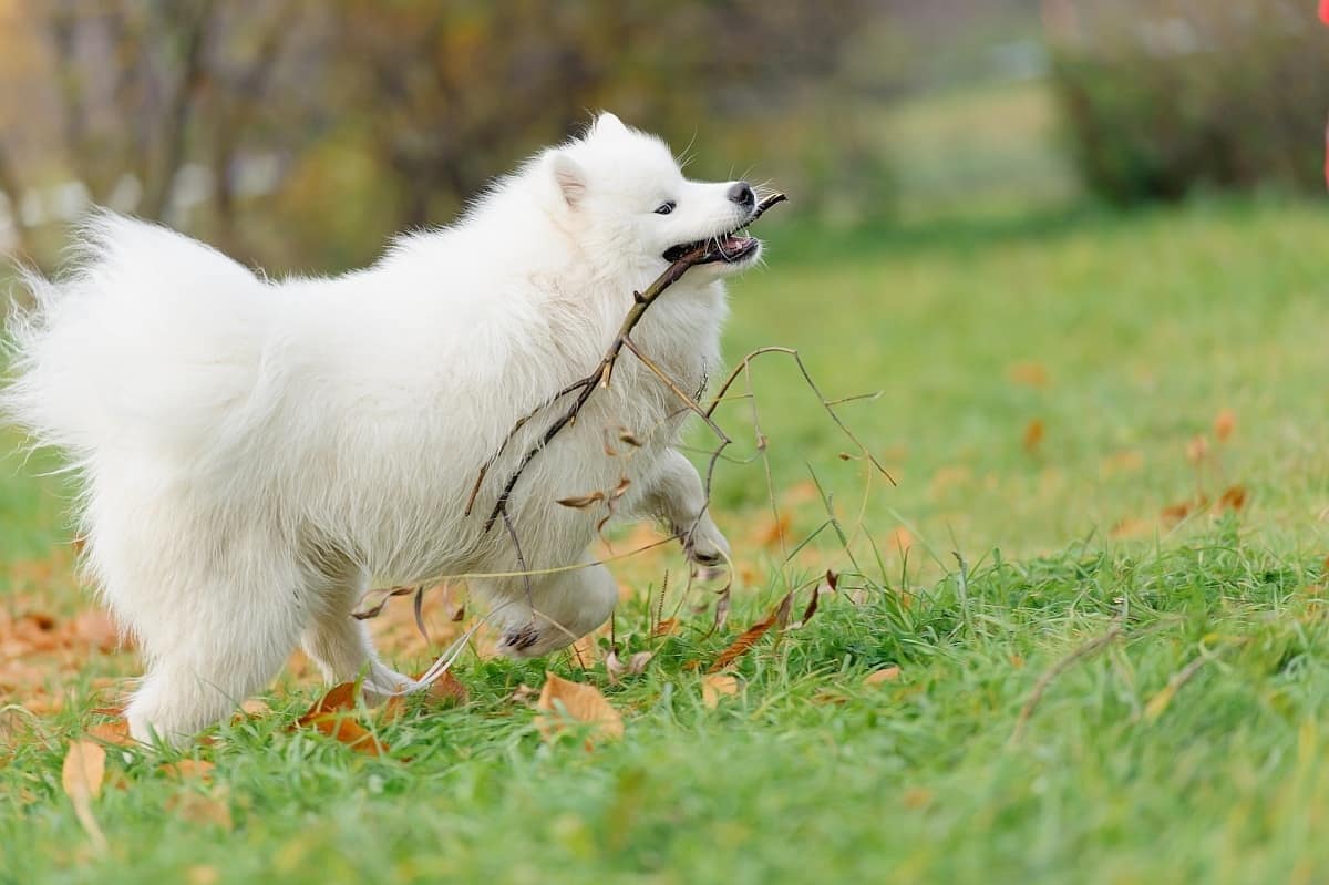 大狗品種有哪些 體型比較大的寵物犬品種大全