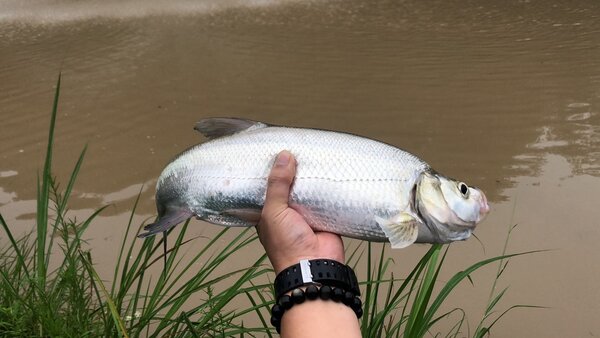 冬天路亞釣翹嘴用什麼餌最好 冬季路亞翹嘴最佳魚餌