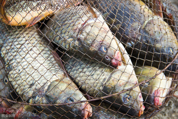 釣魚怎麼掛蚯蚓 穿蚯蚓正確方法