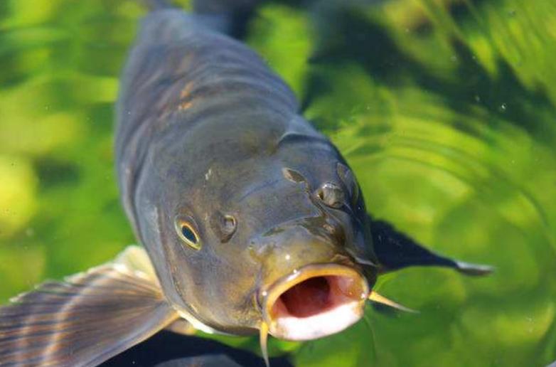 釣魚看漂 釣魚看漂的正確方法