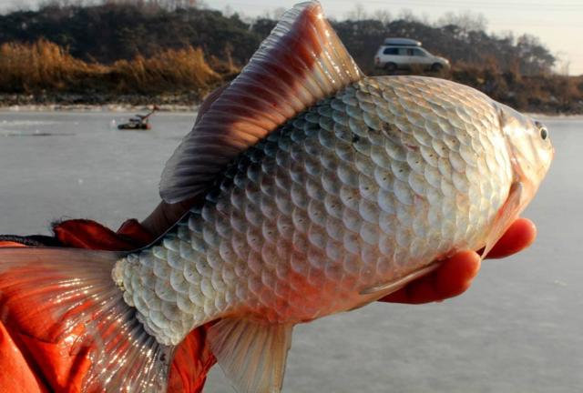 用蚯蚓釣魚怎麼防止小魚鬧窩 野釣蚯蚓小魚鬧窩