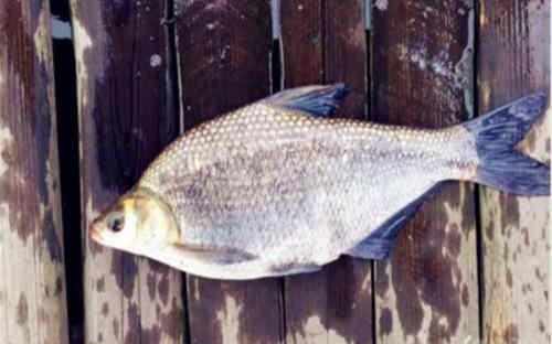 用蚯蚓釣魚怎麼防止小魚鬧窩 野釣蚯蚓小魚鬧窩