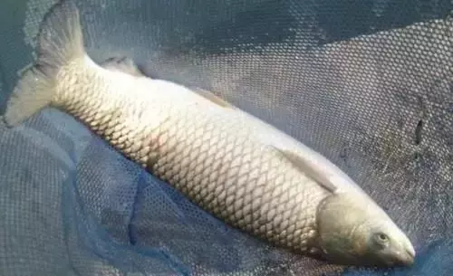 冬天釣草魚用什麼餌料最好 釣草魚餌料最佳配方