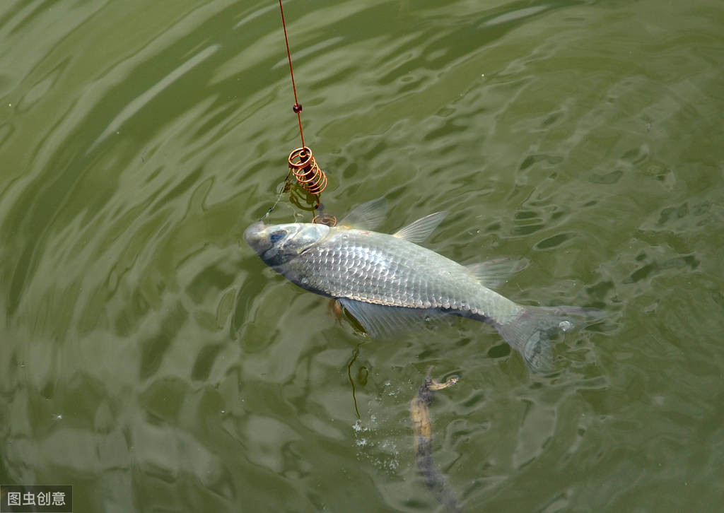 朝天鉤適合釣什麼魚 朝天鉤能釣到大魚嗎