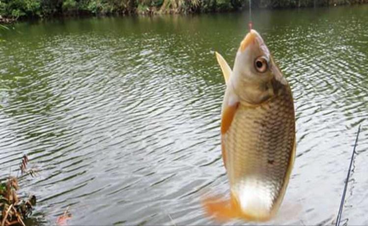 自制麥粒野釣鯽魚最佳方法 釣魚麥粒制作配方