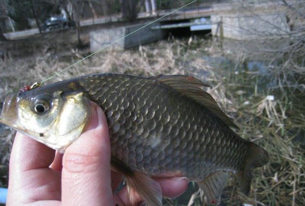 朝天鉤釣鯽魚好不好 冬釣鯽魚用朝天鉤好嗎