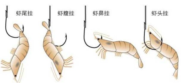 海釣鱸魚的方法和技巧 如何釣海鱸魚