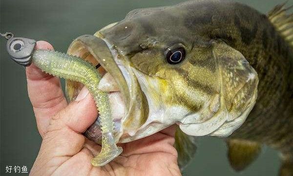 海釣鱸魚的方法和技巧 如何釣海鱸魚