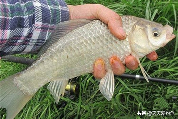 釣鯽魚怎麼打窩 用什麼打窩料最好