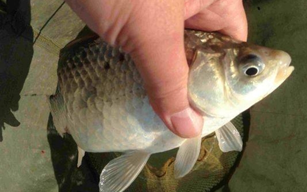 秋季釣鯽魚釣深水還是釣淺水 釣鯽魚最佳水深