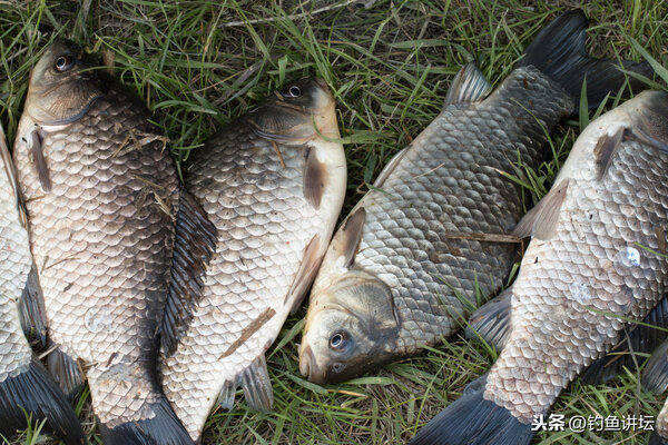 羊油釣魚效果怎麼樣 羊油釣鯽魚真的好嗎