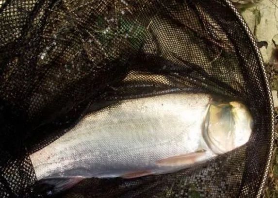 冬天釣鰱鳙釣底還是釣浮 冬天能浮釣鰱鳙嗎