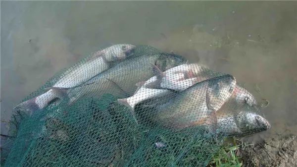 冬天釣鰱鳙釣底還是釣浮 冬天能浮釣鰱鳙嗎