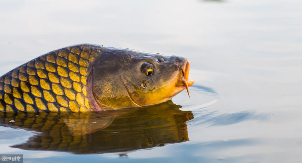 冬天草魚用什麼魚餌最好釣 秋冬季釣草魚用什麼餌料