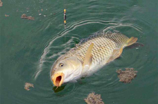 冬季野釣鯉魚用什麼餌料最好 野釣鯉魚餌料配方