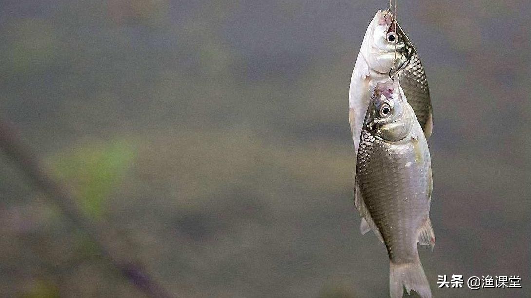 立秋後釣魚釣深還是釣淺 秋天釣魚釣什麼位置