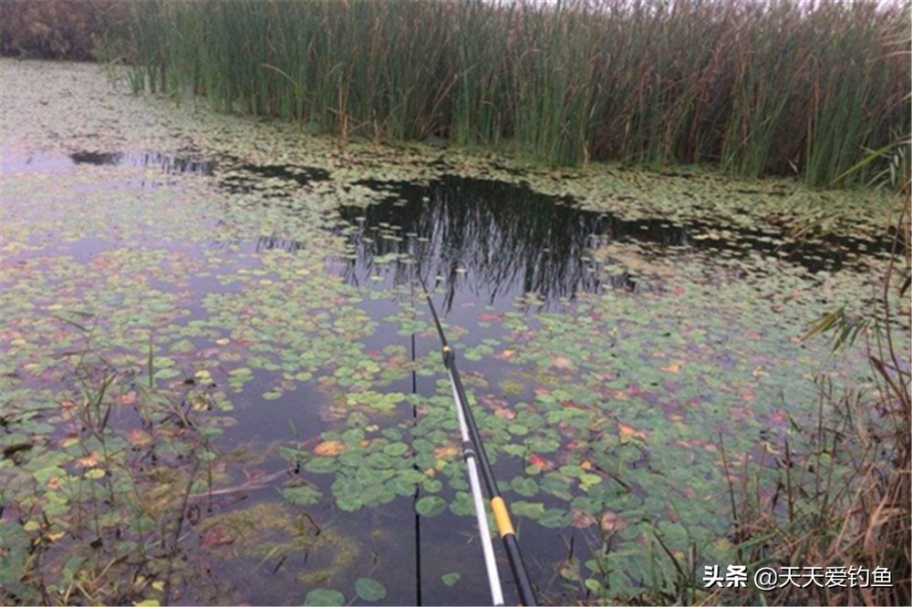 釣鯽魚技巧 新手釣鯽魚的方法