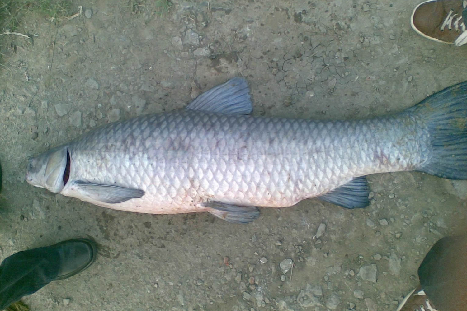 冬天釣青魚的最佳方法是哪種 冬季釣青魚的技巧