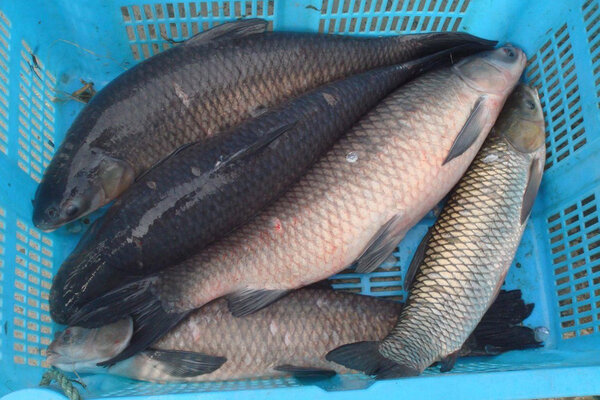 冬天釣青魚的最佳方法是哪種 冬季釣青魚的技巧