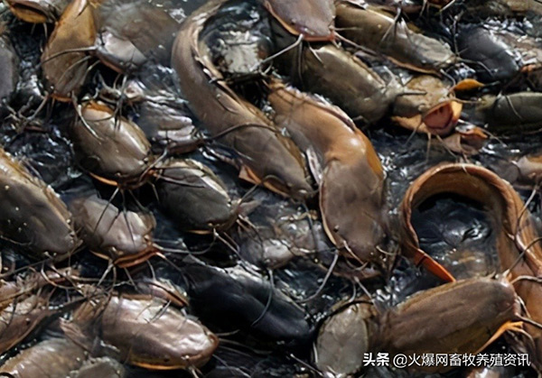 鯰魚吃什麼食物長大 鯰魚吃什麼食物為主長得最快