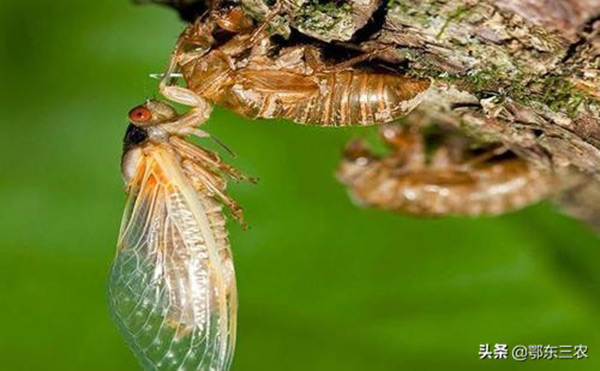 蟬吃什麼食物怎麼喂養 在塚養蟬吃什麼食物