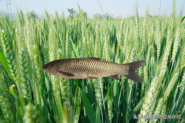 草魚喜歡吃什麼蔬菜 最喜歡味型的餌料