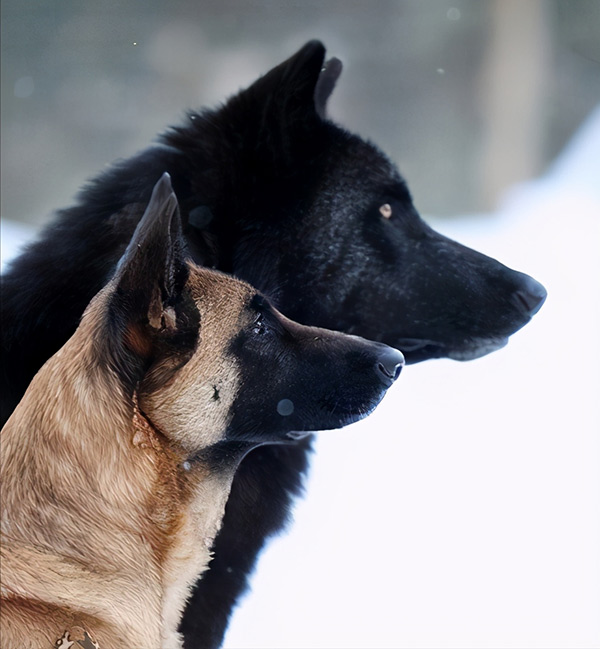 狼和狗的區別在哪裡 哪個更厲害