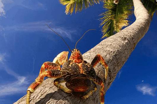 椰子蟹能吃嗎 椰子蟹的做法大全