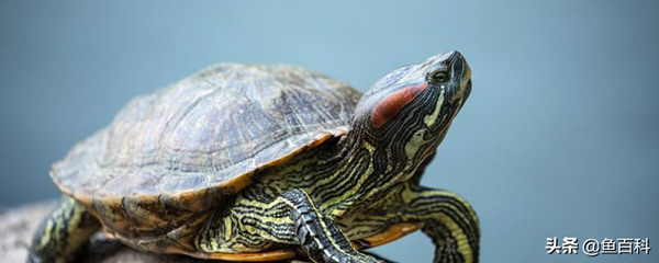 烏龜冬眠嗎 怎麼處理 烏龜幾月份開始冬眠
