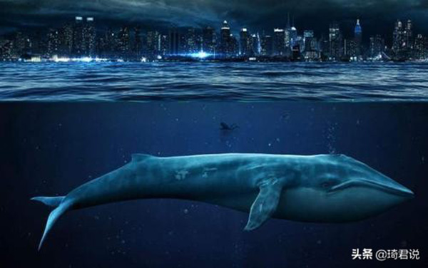 鯨是哺乳動物嗎 鯨魚怎麼繁殖後代的