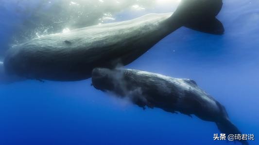 鯨是哺乳動物嗎 鯨魚怎麼繁殖後代的