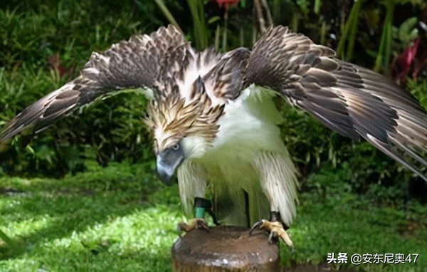 最大的鳥是什麼鳥 世界上最大的鳥質量多少