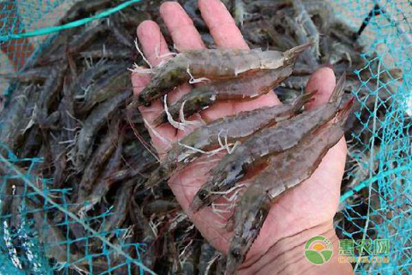 淡水蝦有哪些 淡水蝦品種及體型