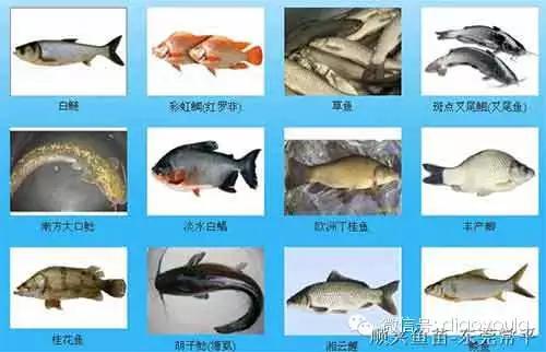 魚類大全名字100種常見魚類名稱 2個字海洋或淡水魚類