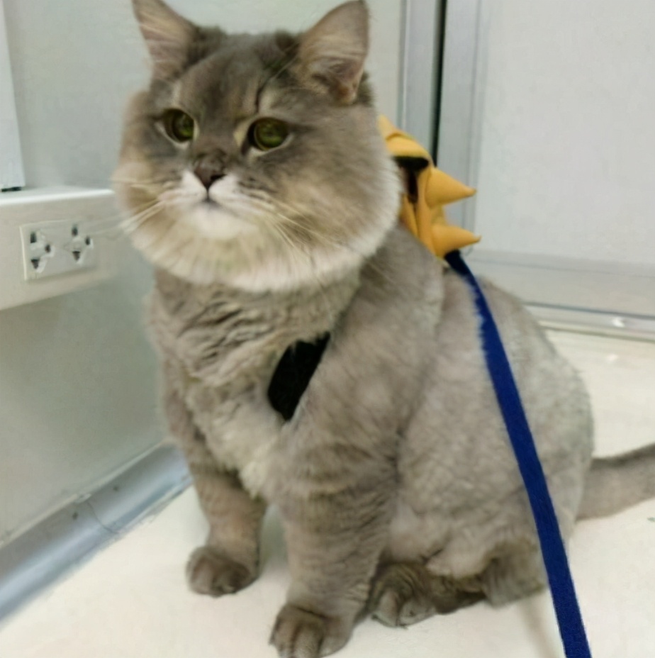 五個月的貓咪標準體重 藍貓的正常體重大概是多少