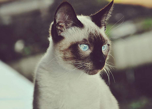 一隻暹羅貓多少錢 品相好的泰國暹羅貓價錢大概多少