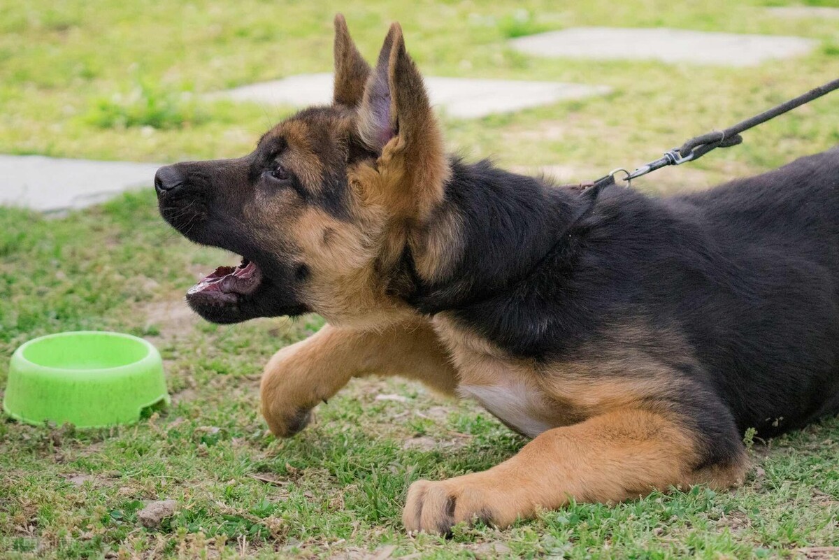 狗狗拉稀像泥漿很臭吃什麼藥 狗狗拉稀呈黃色泥漿怎麼辦