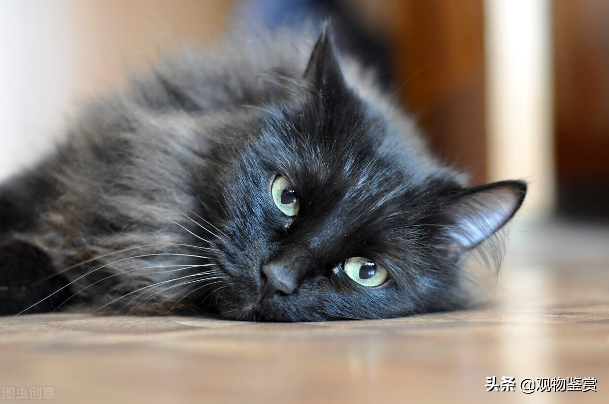純黑的貓是什麼品種 什麼品種的貓是黑色的