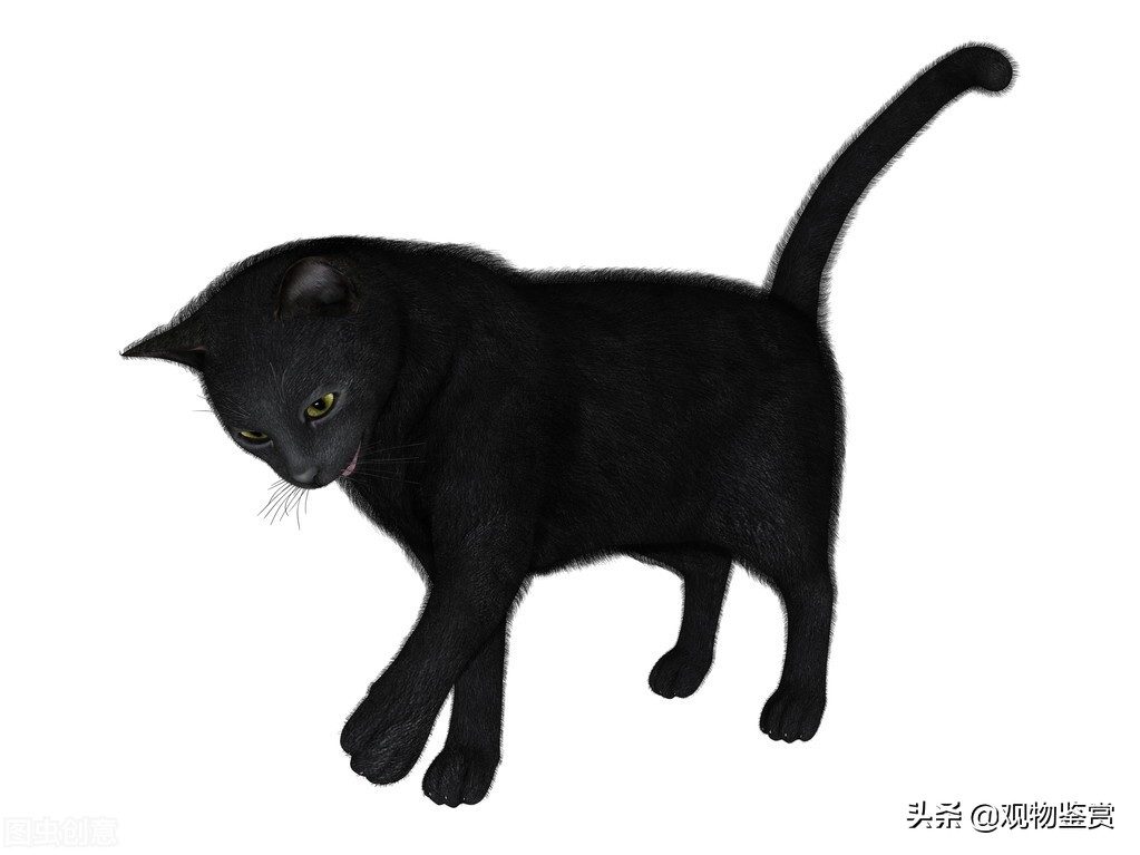 純黑的貓是什麼品種 什麼品種的貓是黑色的
