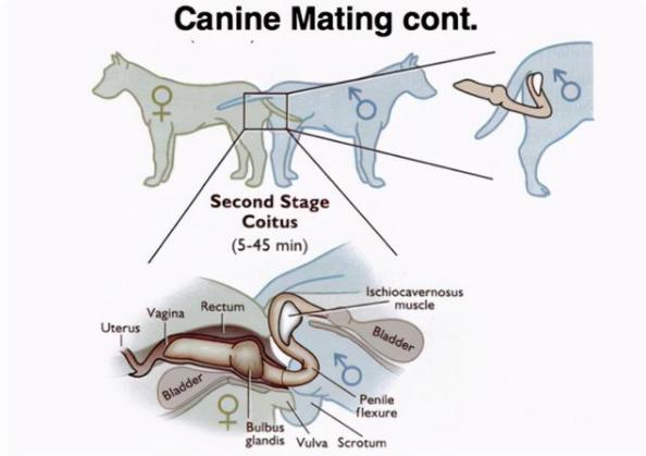 狗為什麼在交配會分不開 解讀公狗與母狗交配上鎖的原因