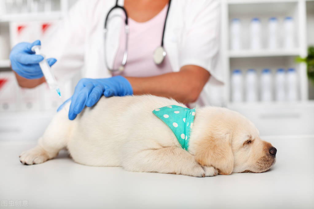 小狗打疫苗間隔時間 狗狗疫苗註射中間間隔多少天最好