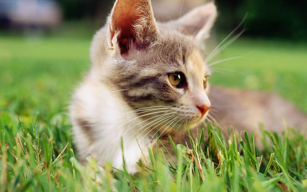 貓咪漏尿怎麼處理 寵物貓一直漏尿最有效的恢復方法