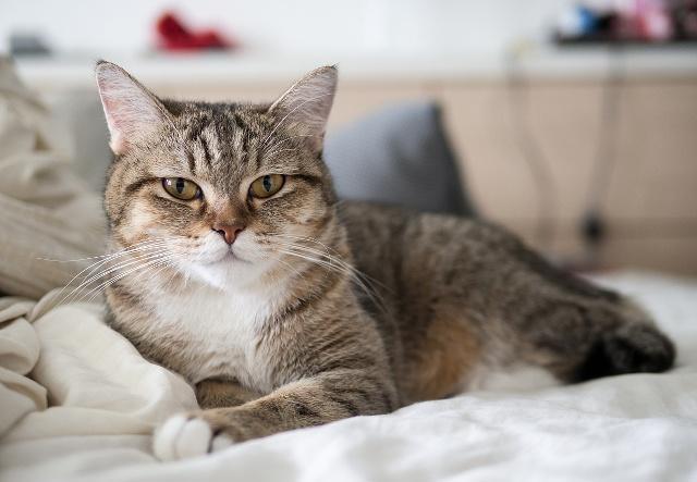 貓咪漏尿怎麼處理 寵物貓一直漏尿最有效的恢復方法
